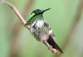 El colibrí, una especie diminuta de aleteo similar al de un insecto