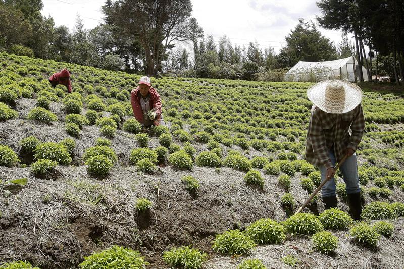 Trabajadores de Cultivares Santa Elena. Foto. Luis Eduardo NORIEGA